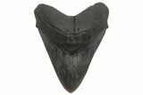 Fossil Megalodon Tooth - South Carolina #214715-1